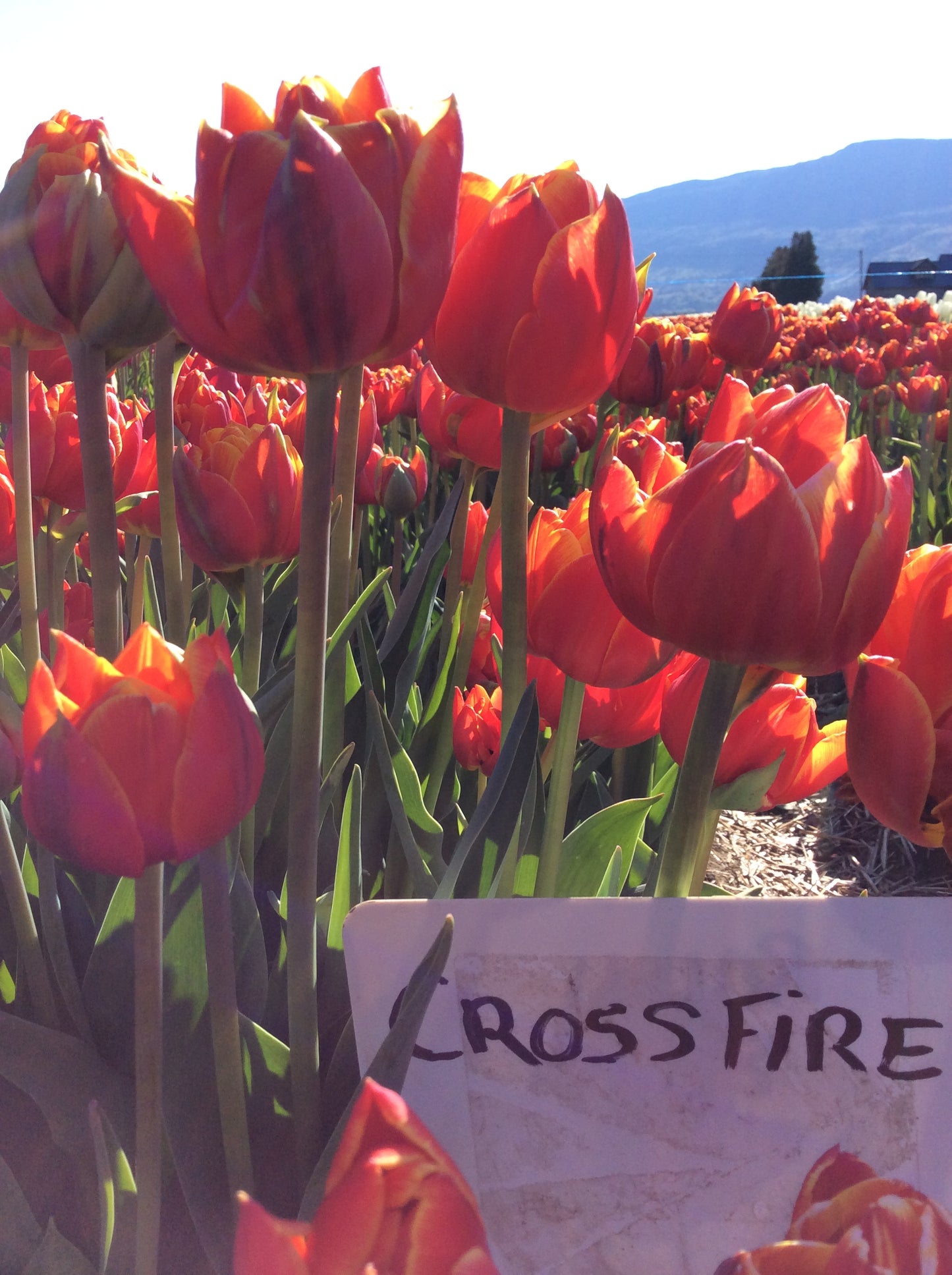 Crossfire