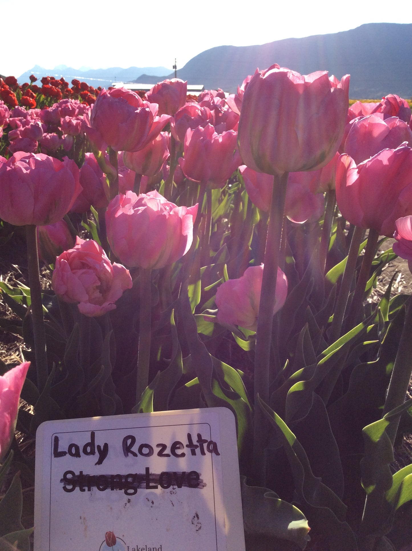 Lady Rozetta