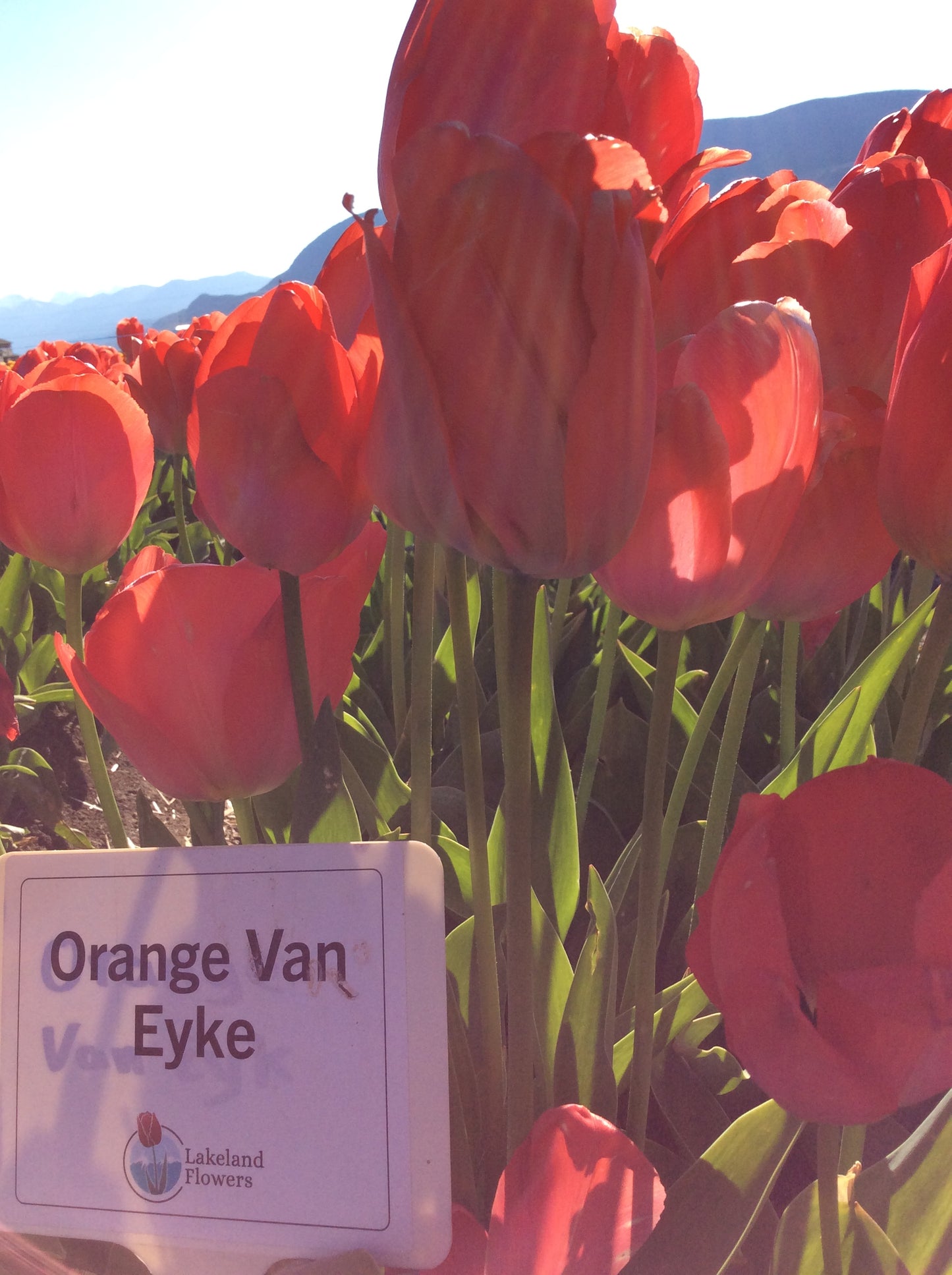 Orange Van Eyke